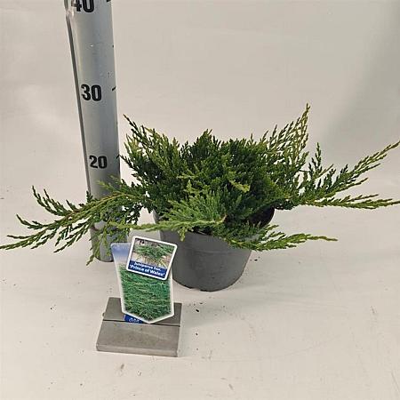 Juniperus h. 'Prince of Wales' Pot 3 liter 20-25cm 