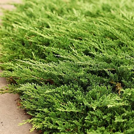 Juniperus h. 'Prince of Wales' Pot 3 liter 20-25cm 
