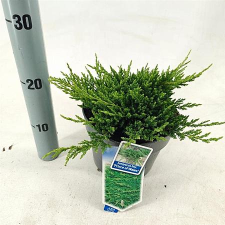 Juniperus h. 'Prince of Wales' Pot 3 liter 20-25cm 