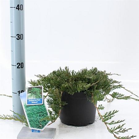 Juniperus h. 'Wiltonii' Pot 3 liter 20-25cm 