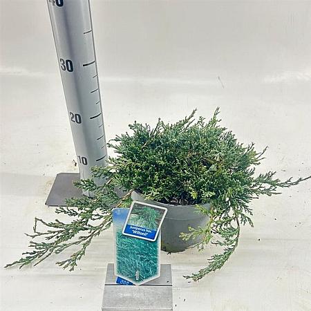 Juniperus h. 'Wiltonii' Pot 3 liter 20-25cm 