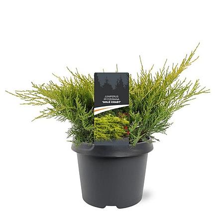 Juniperus pf. 'Gold Coast' Pot 3 Liter 