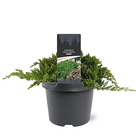 Juniperus procumbens 'Nana' Pot 3 Liter 