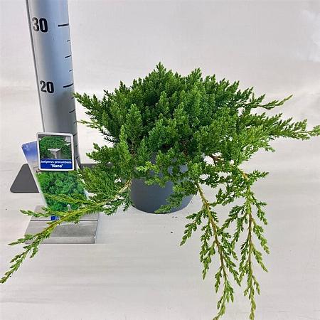 Juniperus procumbens 'Nana' Pot 3 liter 20-25cm 
