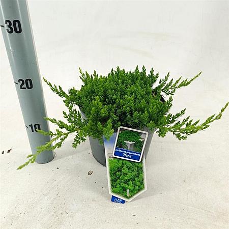 Juniperus procumbens 'Nana' Pot 3 liter 20-25cm 