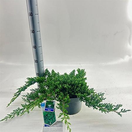 Juniperus procumbens 'Nana' Pot 3 liter 20-25cm 