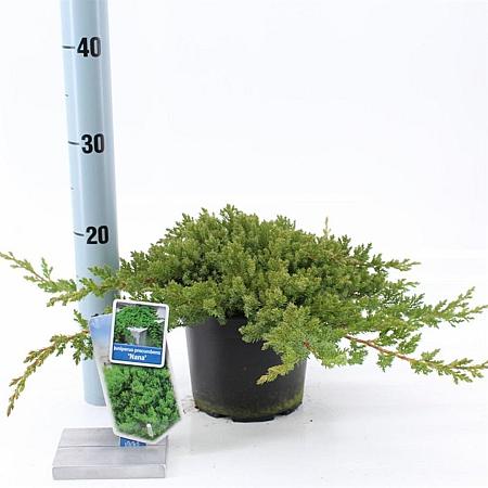 Juniperus procumbens 'Nana' Pot 3 liter 20-25cm 