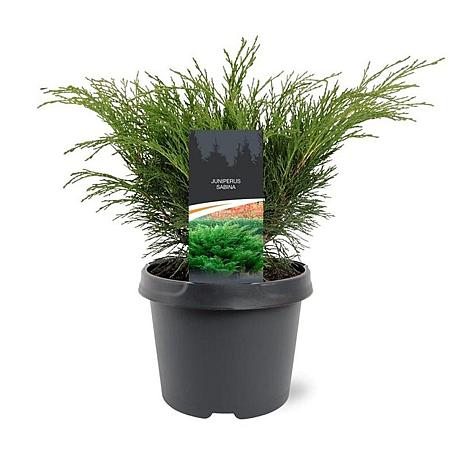 Juniperus sabina Pot 3 Liter 