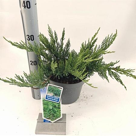 Juniperus sabina 'Tamariscifolia' Pot 3 liter 20-25cm 