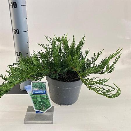 Juniperus sabina 'Tamariscifolia' Pot 3 liter 20-25cm 