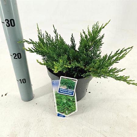 Juniperus sabina 'Tamariscifolia' Pot 3 liter 20-25cm 