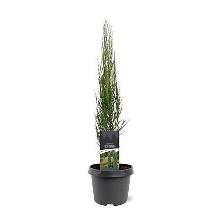 Juniperus s. 'Blue Arrow' Pot 3 Liter 50 - 60 cm