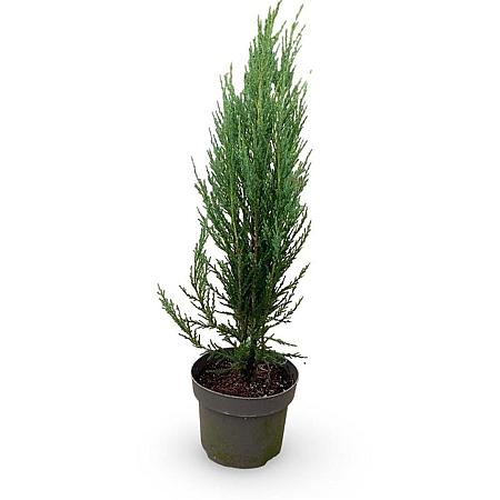 Juniperus s. 'Blue Arrow' Pot 4 Liter 60 - 80 cm