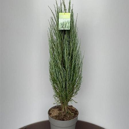 Juniperus s. 'Blue Arrow' Pot 10 liter 80 - 100 cm
