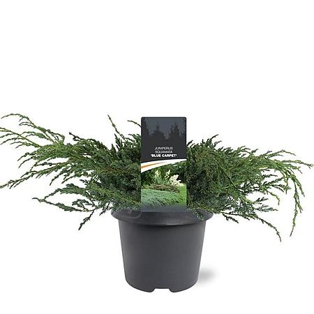 Juniperus squamata 'Blue Carpet' Pot 5 Liter 40 - 50 cm