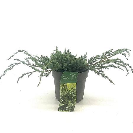 Juniperus squamata 'Blue Carpet' Pot 2 Liter 20 - 30 cm