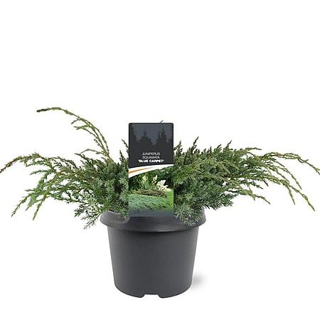 Juniperus squamata 'Blue Carpet' Pot 3 Liter 30 - 40 cm