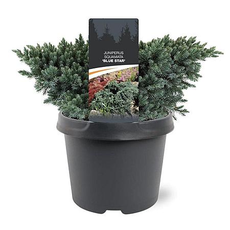 Juniperus squamata 'Blue Star' Pot 3 Liter 20 - 30 cm