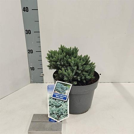 Juniperus squamata 'Blue Star' Pot 3 liter 20-25cm 