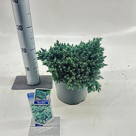 Juniperus squamata 'Blue Star' Pot 3 liter 20-25cm 