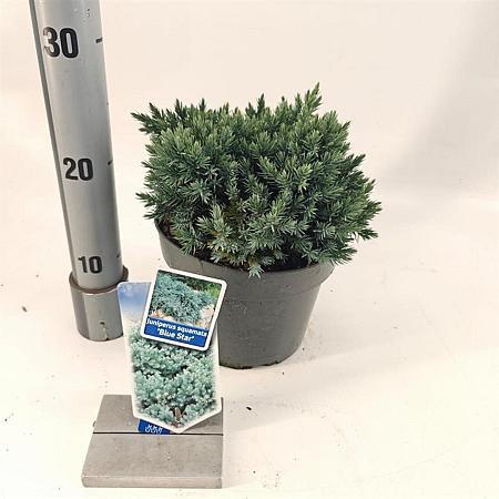 Juniperus squamata 'Blue Star' Pot 3 liter 20-25cm 