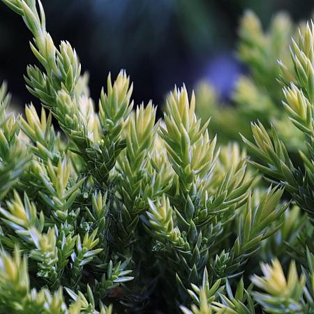 Juniperus squamata 'Holger' Pot 5 Liter 30 - 40 cm