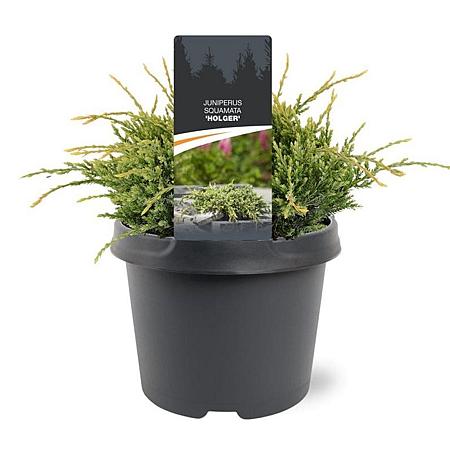 Juniperus squamata 'Holger' Pot 3 Liter 20 - 30 cm