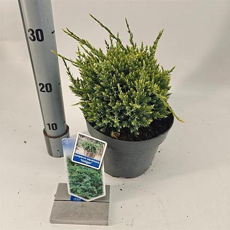 Juniperus squamata 'Holger' Pot 3 liter 20-25cm 
