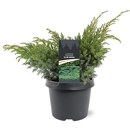 Juniperus squamata 'Hunnetorp' Pot 3 Liter 30 - 40 cm
