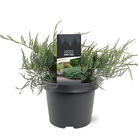 Juniperus virg. 'Grey Owl' Pot 3 Liter 