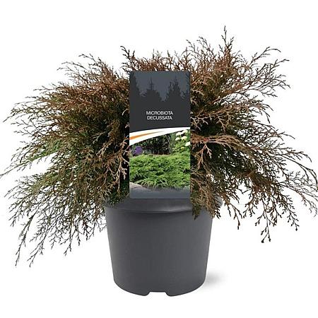 Microbiota decussata Pot 5 Liter 40 - 50 cm
