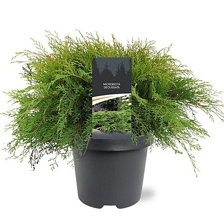 Microbiota decussata Pot 5 Liter 40 - 50 cm