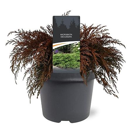 Microbiota decussata Pot 3 Liter 30 - 40 cm