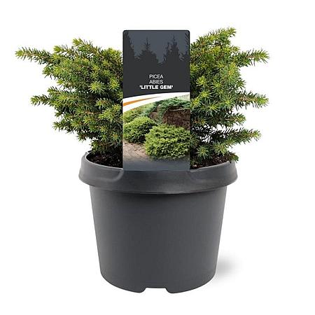 Picea a. 'Little Gem' Pot 3 Liter 20 - 30 cm