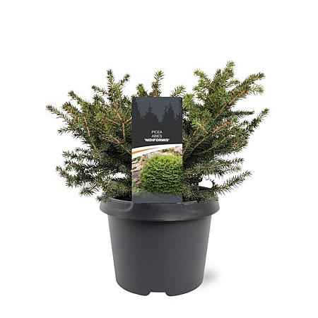 Picea a. 'Nidiformis' Pot 3 Liter 