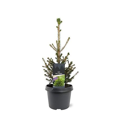 Picea a. 'Will's Zwerg' Pot 3 Liter 30 - 40 cm