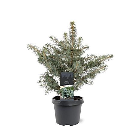 Picea pungens glauca Pot 3 Liter 