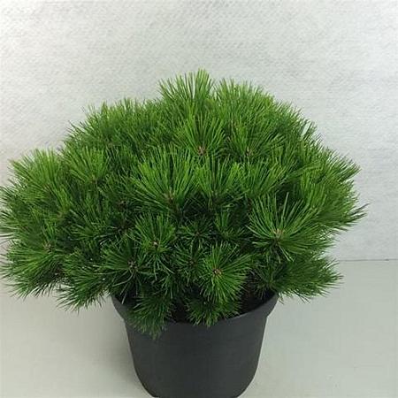 Pinus dens. 'Low Glow' Pot 10 liter 40 - 50 cm