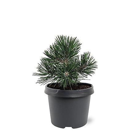 Pinus mugo 'Green Pearl' Pot 3 Liter 20 - 30 cm