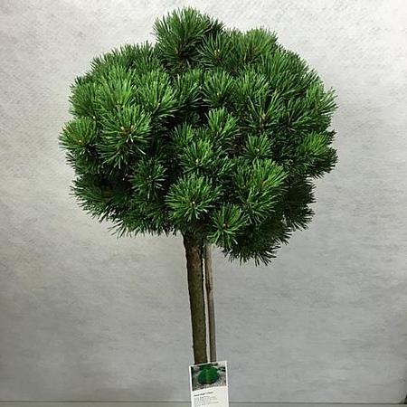 Pinus mugo 'Lilliput' Pot 7,5 Liter Stam 60 cm