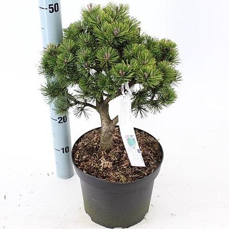 Pinus mugo 'Lilliput' Pot 5 liter 25-30cm