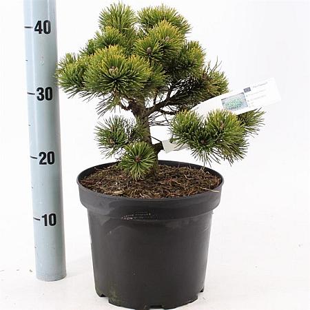 Pinus mugo 'March' Pot 5 liter 25-30cm