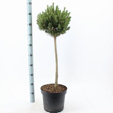 Pinus mugo 'Mops' Pot 7,5 Liter Stam 60 cm