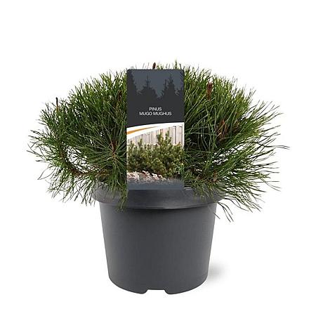 Pinus mugo mugo Pot 3 Liter 