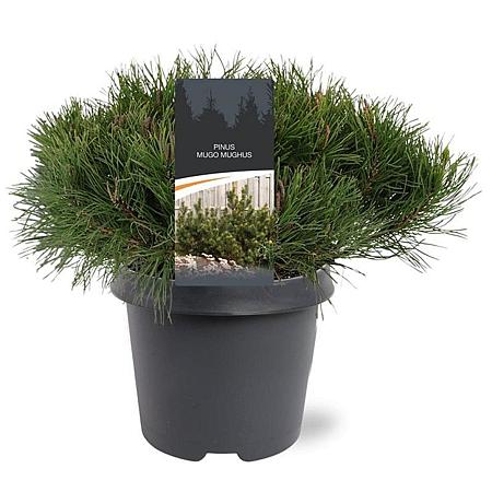 Pinus mugo mugo Pot 5 Liter 30 - 40 cm