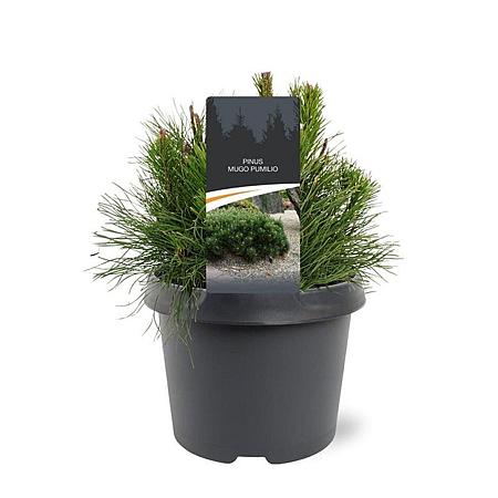Pinus mugo pumilio Pot 3 Liter 20 - 30 cm