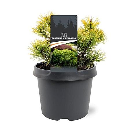 Pinus mugo 'Winter Gold' Pot 3 Liter 20 - 30 cm