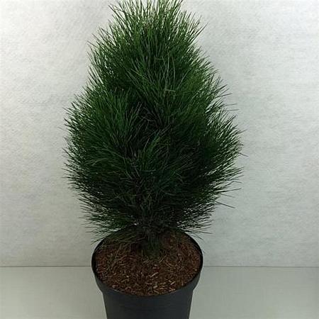 Pinus nigra 'Green Tower' Pot 10 liter 50 - 60 cm