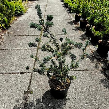 Pinus parv. 'Saphir' Pot 10 liter 70 - 80 cm