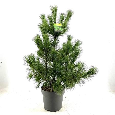 Pinus peuce Pot 10 liter 60 - 80 cm